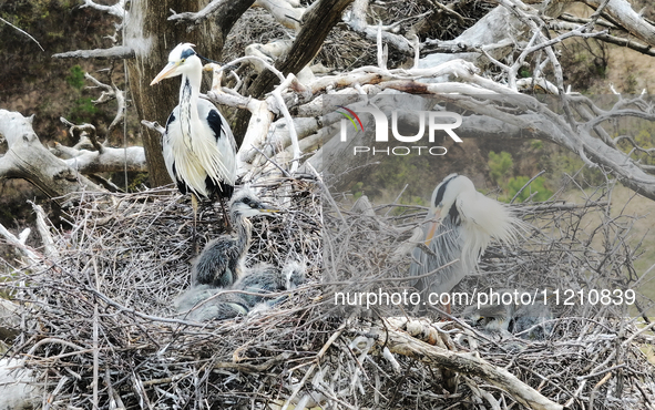 Herons are building nests and raising chicks in a tree on Jinge Mountain in Zhangjiakou, China, on May 4, 2024. 