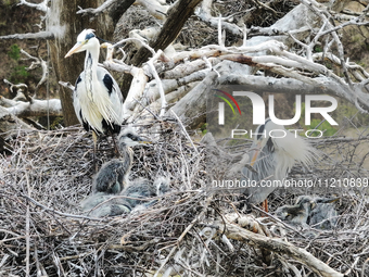 Herons are building nests and raising chicks in a tree on Jinge Mountain in Zhangjiakou, China, on May 4, 2024. (