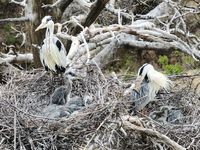 Herons are building nests and raising chicks in a tree on Jinge Mountain in Zhangjiakou, China, on May 4, 2024. (