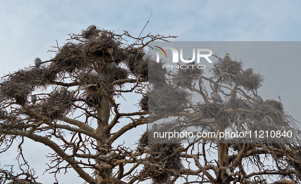 Herons are building nests and raising chicks in a tree on Jinge Mountain in Zhangjiakou, China, on May 4, 2024. 