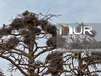 Herons are building nests and raising chicks in a tree on Jinge Mountain in Zhangjiakou, China, on May 4, 2024. (