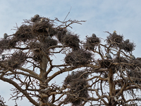 Herons are building nests and raising chicks in a tree on Jinge Mountain in Zhangjiakou, China, on May 4, 2024. (