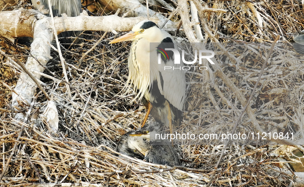 Herons are building nests and raising chicks in a tree on Jinge Mountain in Zhangjiakou, China, on May 4, 2024. 