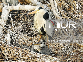 Herons are building nests and raising chicks in a tree on Jinge Mountain in Zhangjiakou, China, on May 4, 2024. (