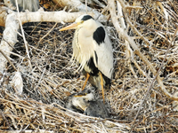 Herons are building nests and raising chicks in a tree on Jinge Mountain in Zhangjiakou, China, on May 4, 2024. (