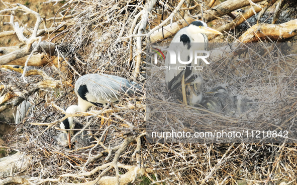 Herons are building nests and raising chicks in a tree on Jinge Mountain in Zhangjiakou, China, on May 4, 2024. 