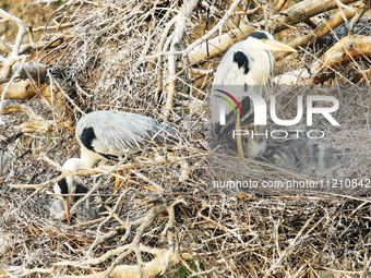 Herons are building nests and raising chicks in a tree on Jinge Mountain in Zhangjiakou, China, on May 4, 2024. (