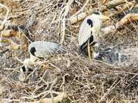 Herons are building nests and raising chicks in a tree on Jinge Mountain in Zhangjiakou, China, on May 4, 2024. (