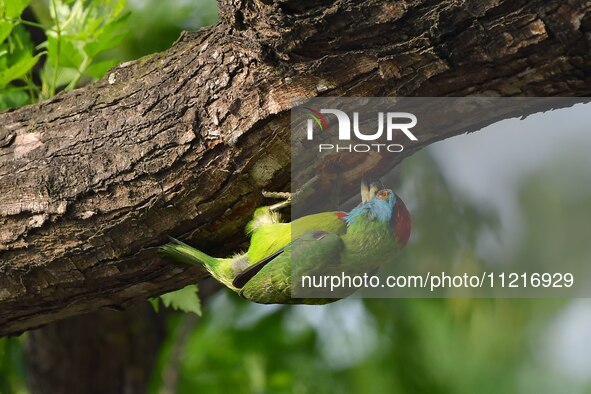 A blue-throated barbet is searching for insects on a tree in Guwahati, India, on May 7, 2024. 