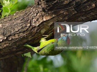 A blue-throated barbet is searching for insects on a tree in Guwahati, India, on May 7, 2024. (