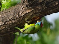 A blue-throated barbet is searching for insects on a tree in Guwahati, India, on May 7, 2024. (