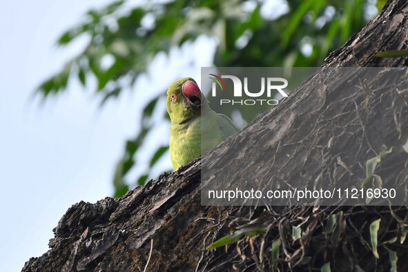 A parrot is resting on a tree in Guwahati, India, on May 7, 2024. 