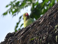 A parrot is resting on a tree in Guwahati, India, on May 7, 2024. (