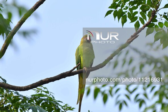 A parrot is resting on the branches of a tree in Guwahati, India, on May 7, 2024. 