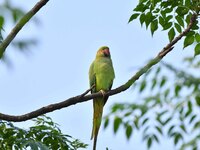 A parrot is resting on the branches of a tree in Guwahati, India, on May 7, 2024. (