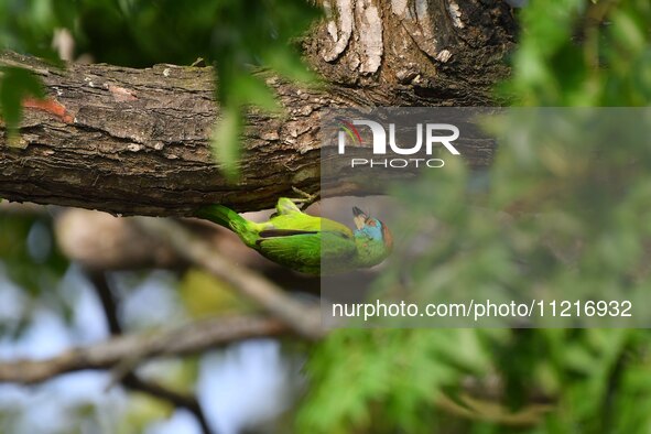 A blue-throated barbet is searching for insects on a tree in Guwahati, India, on May 7, 2024. 