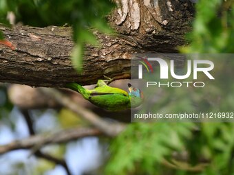 A blue-throated barbet is searching for insects on a tree in Guwahati, India, on May 7, 2024. (