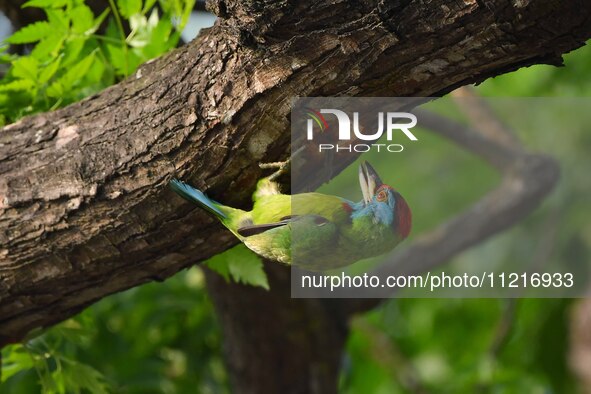 A blue-throated barbet is searching for insects on a tree in Guwahati, India, on May 7, 2024. 