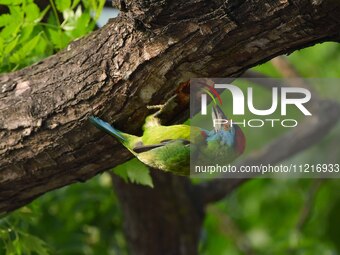 A blue-throated barbet is searching for insects on a tree in Guwahati, India, on May 7, 2024. (