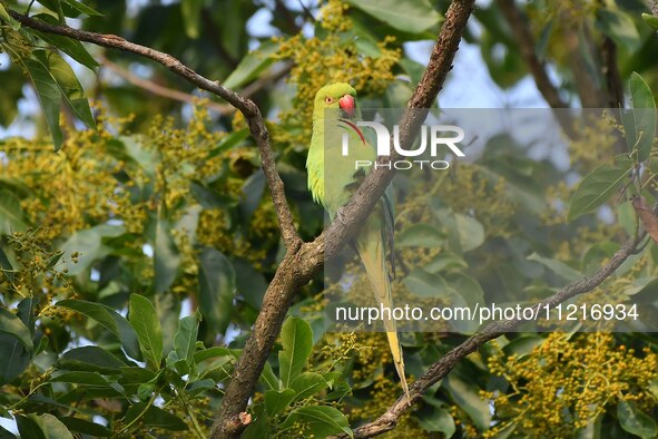 A parrot is resting on the branches of a tree in Guwahati, India, on May 7, 2024. 