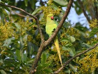 A parrot is resting on the branches of a tree in Guwahati, India, on May 7, 2024. (