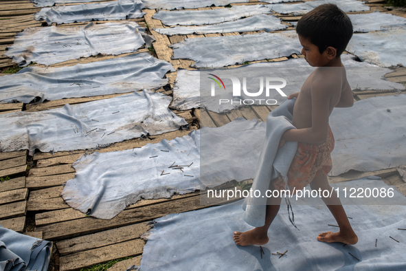 A child is carrying leather pieces to dry them at a tannery in a low-income area in Dhaka, Bangladesh, on May 8, 2024. Despite the labor law...