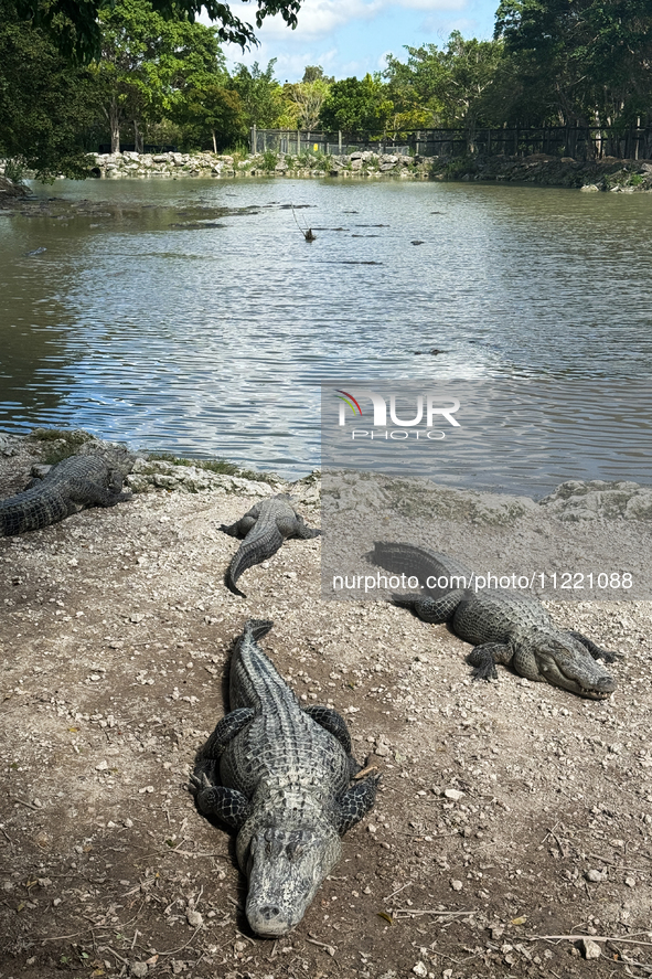 Alligators are seen at the alligator farm in Everglades National Park, United States on May 6, 2024. 