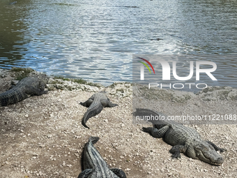 Alligators are seen at the alligator farm in Everglades National Park, United States on May 6, 2024. (