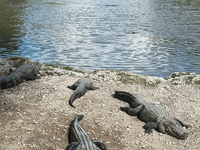 Alligators are seen at the alligator farm in Everglades National Park, United States on May 6, 2024. (