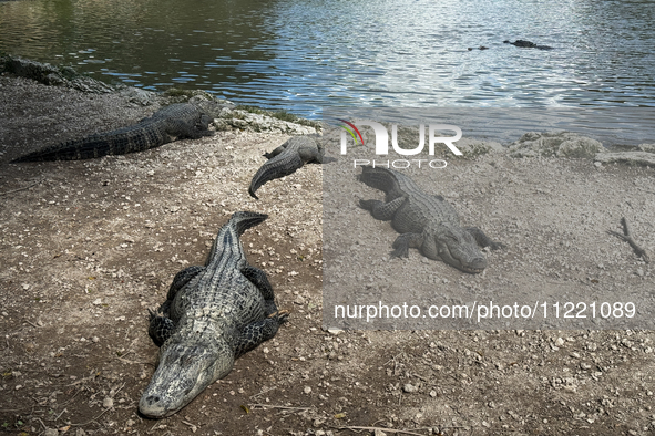 Alligators are seen at the alligator farm in Everglades National Park, United States on May 6, 2024. 