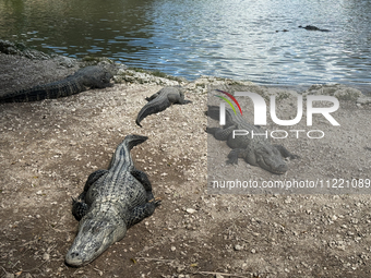 Alligators are seen at the alligator farm in Everglades National Park, United States on May 6, 2024. (