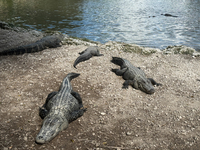 Alligators are seen at the alligator farm in Everglades National Park, United States on May 6, 2024. (