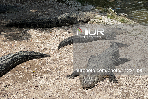 Alligators are seen at the alligator farm in Everglades National Park, United States on May 6, 2024. 