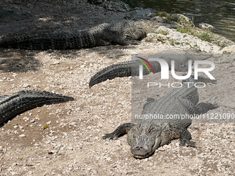 Alligators are seen at the alligator farm in Everglades National Park, United States on May 6, 2024. (