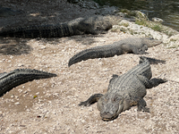 Alligators are seen at the alligator farm in Everglades National Park, United States on May 6, 2024. (