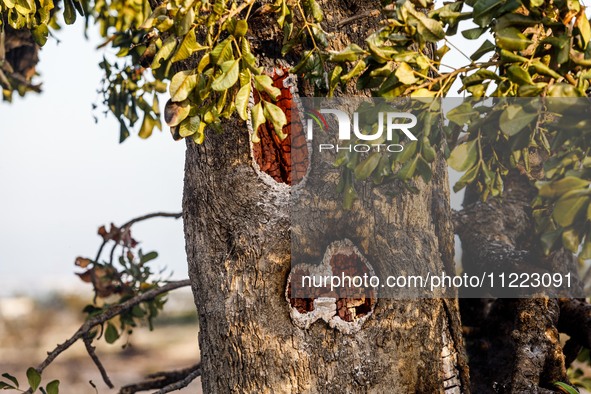 A fire is forming a cavity inside a tree in Limassol, Cyprus, on May 9, 2024. A wildfire is breaking out at the Industrial Zone of Ipsonas,...