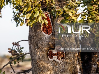 A fire is forming a cavity inside a tree in Limassol, Cyprus, on May 9, 2024. A wildfire is breaking out at the Industrial Zone of Ipsonas,...