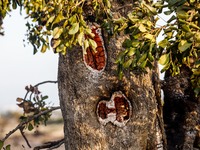 A fire is forming a cavity inside a tree in Limassol, Cyprus, on May 9, 2024. A wildfire is breaking out at the Industrial Zone of Ipsonas,...