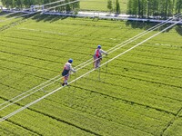 Construction workers are installing spacer rods at a high altitude at the site of a 500-kilovolt line renovation project in Wuxi, Jiangsu Pr...