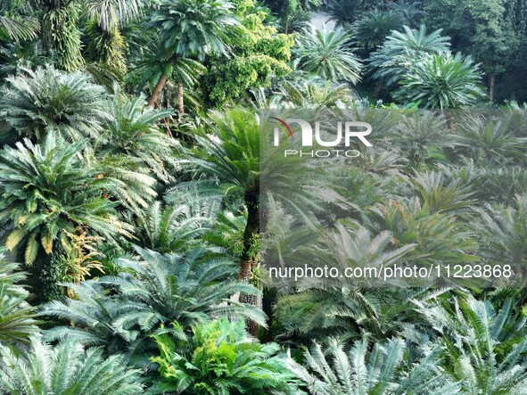 A cycad tree, which is over 1,360 years old, is blooming in Nanning, China, on May 9, 2024. This ancient cycad flowers annually, creating a...