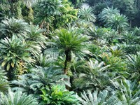 A cycad tree, which is over 1,360 years old, is blooming in Nanning, China, on May 9, 2024. This ancient cycad flowers annually, creating a...