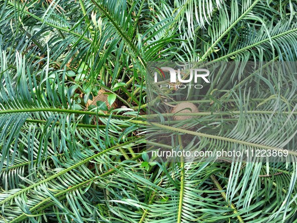 A cycad tree, which is over 1,360 years old, is blooming in Nanning, China, on May 9, 2024. This ancient cycad flowers annually, creating a...