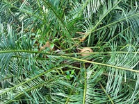 A cycad tree, which is over 1,360 years old, is blooming in Nanning, China, on May 9, 2024. This ancient cycad flowers annually, creating a...