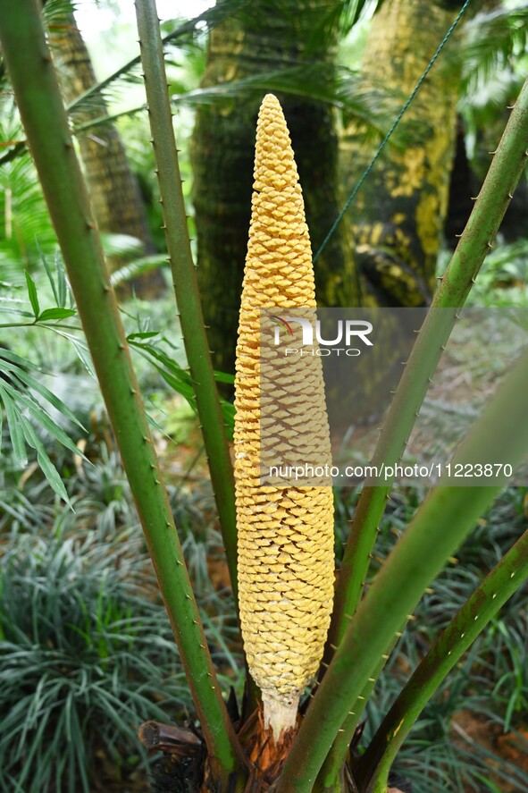 A cycad tree, which is over 1,360 years old, is blooming in Nanning, China, on May 9, 2024. This ancient cycad flowers annually, creating a...