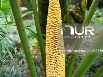 A cycad tree, which is over 1,360 years old, is blooming in Nanning, China, on May 9, 2024. This ancient cycad flowers annually, creating a...