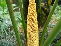 A cycad tree, which is over 1,360 years old, is blooming in Nanning, China, on May 9, 2024. This ancient cycad flowers annually, creating a...