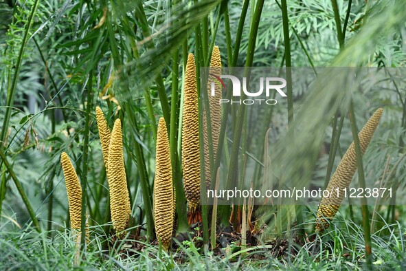 A cycad tree, which is over 1,360 years old, is blooming in Nanning, China, on May 9, 2024. This ancient cycad flowers annually, creating a...