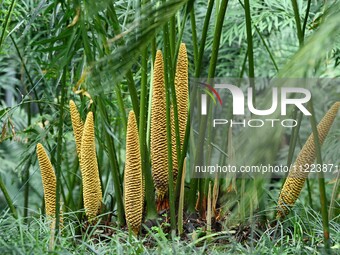 A cycad tree, which is over 1,360 years old, is blooming in Nanning, China, on May 9, 2024. This ancient cycad flowers annually, creating a...