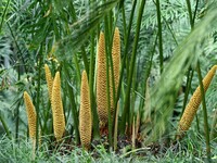 A cycad tree, which is over 1,360 years old, is blooming in Nanning, China, on May 9, 2024. This ancient cycad flowers annually, creating a...