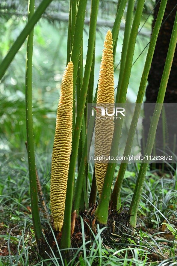 A cycad tree, which is over 1,360 years old, is blooming in Nanning, China, on May 9, 2024. This ancient cycad flowers annually, creating a...